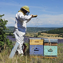 Les apiculteurs en vidéo